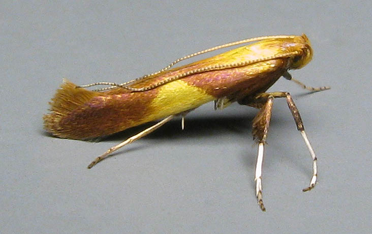 Male (Click to open)